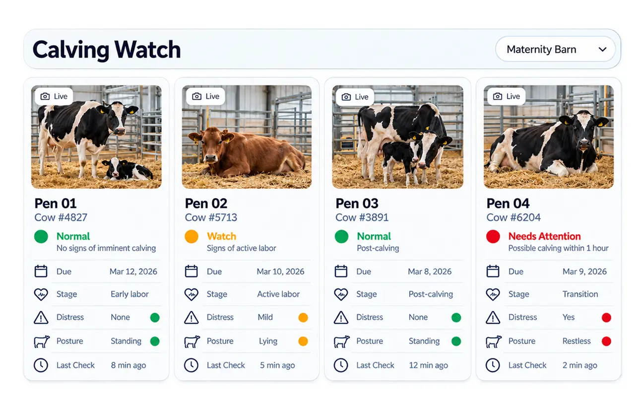 Calving dashboard showing camera views of four maternity pens, labor stages, and alerts for cows needing attention.